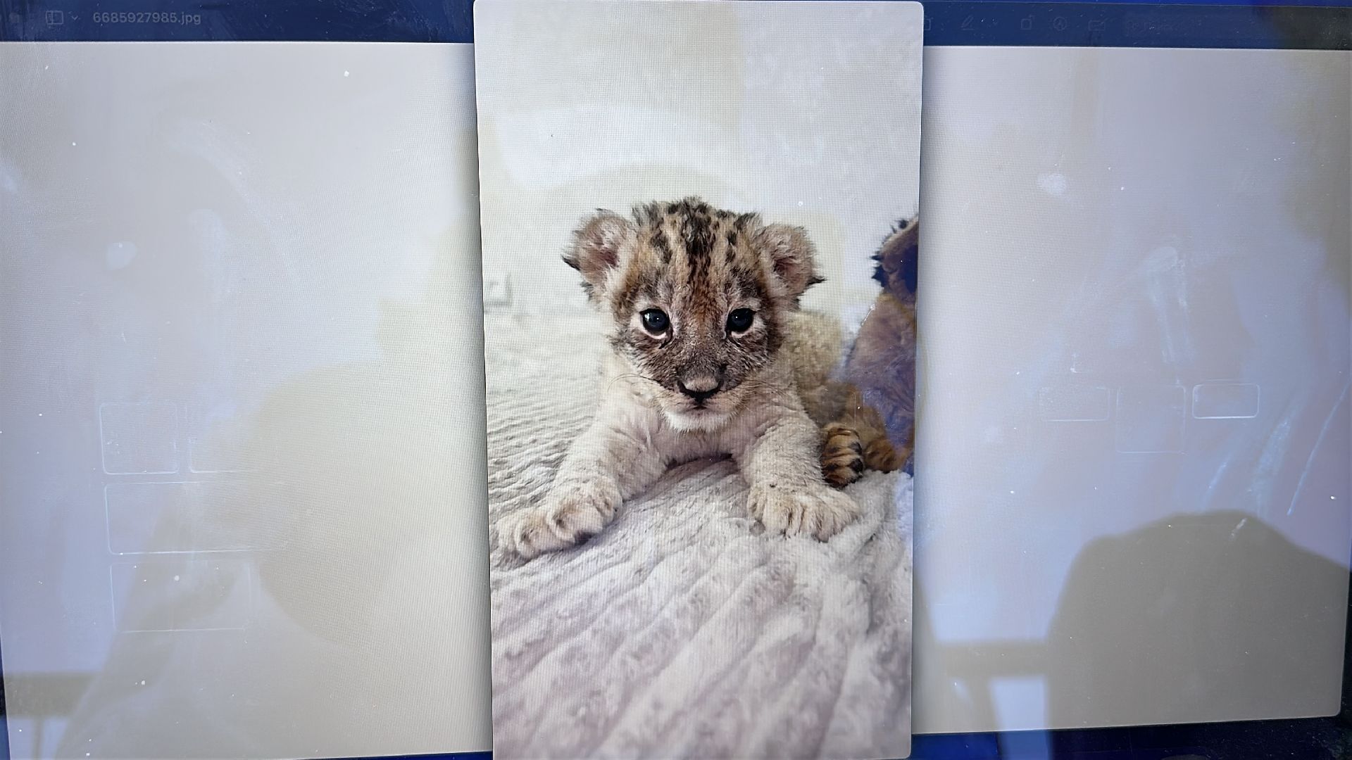 Клин, общество, волонтеры, благотворительность, животные,