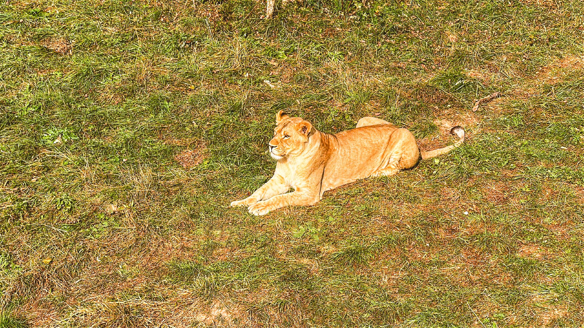 Клин, общество, волонтеры, благотворительность, животные,