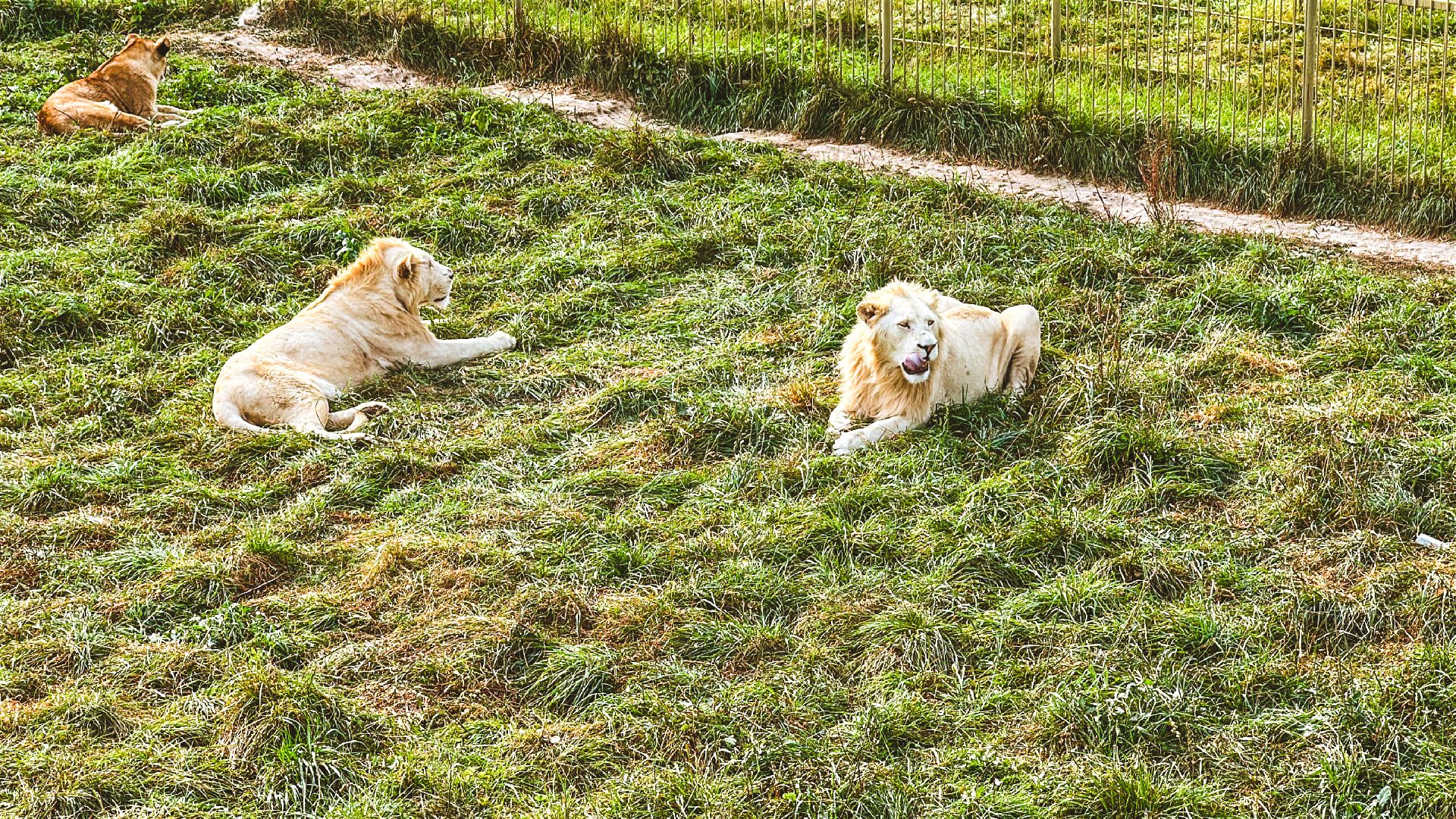 Клин, общество, волонтеры, благотворительность, животные,