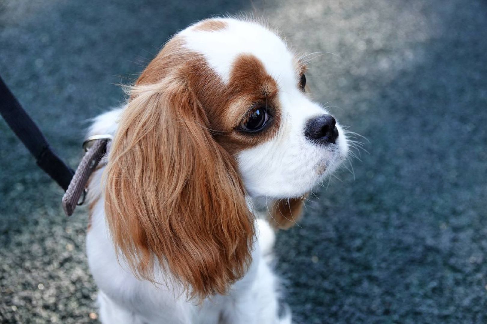 Щенки, Элита, Сергиев Посад, Парки МО, Парк, Собаки,Животные,