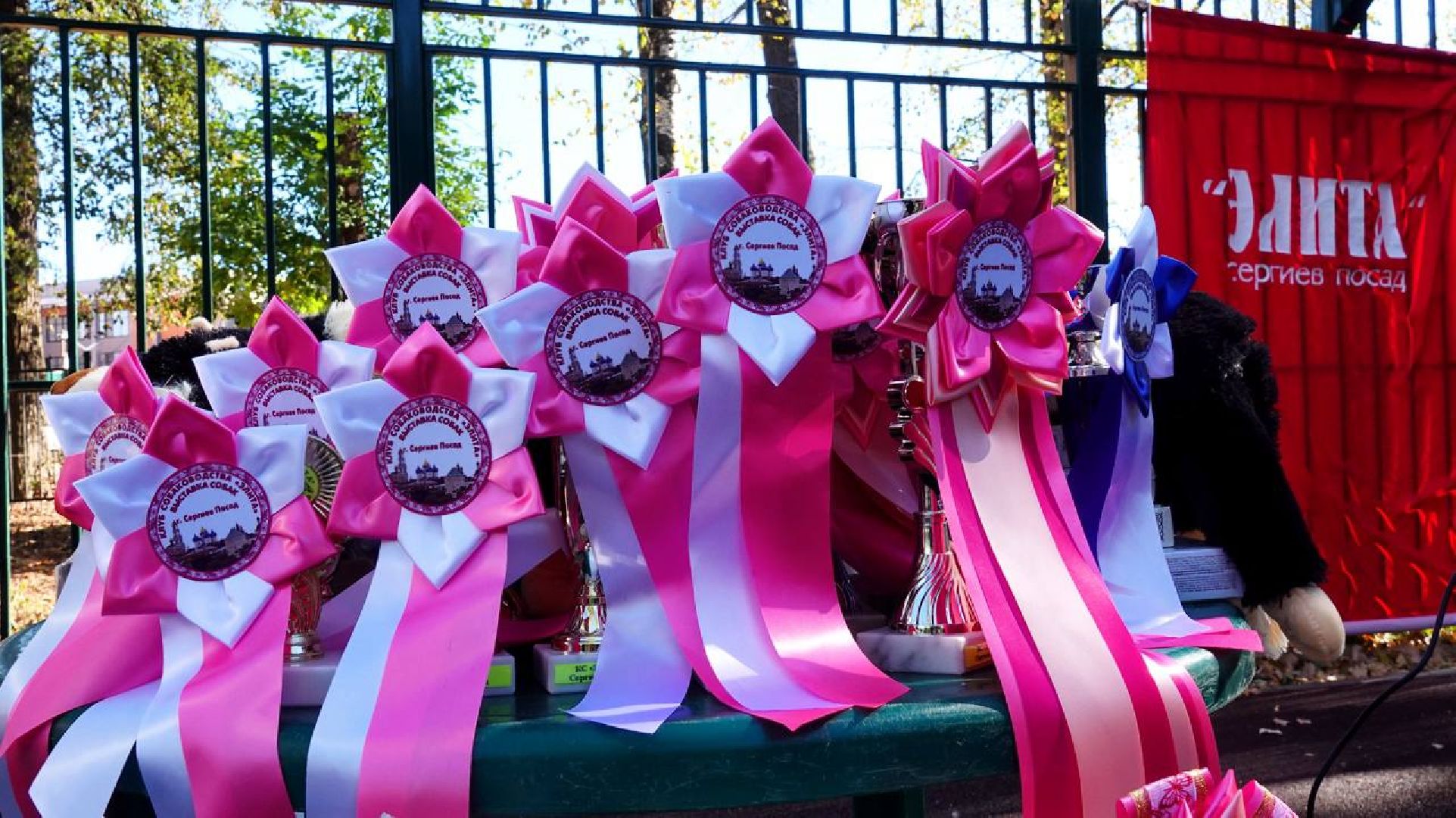 Щенки, Элита, Сергиев Посад, Парки МО, Парк, Собаки,Животные,