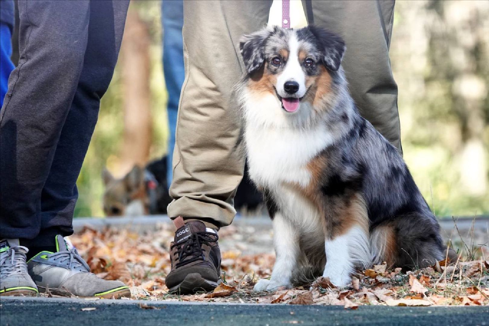 Щенки, Элита, Сергиев Посад, Парки МО, Парк, Собаки,Животные,