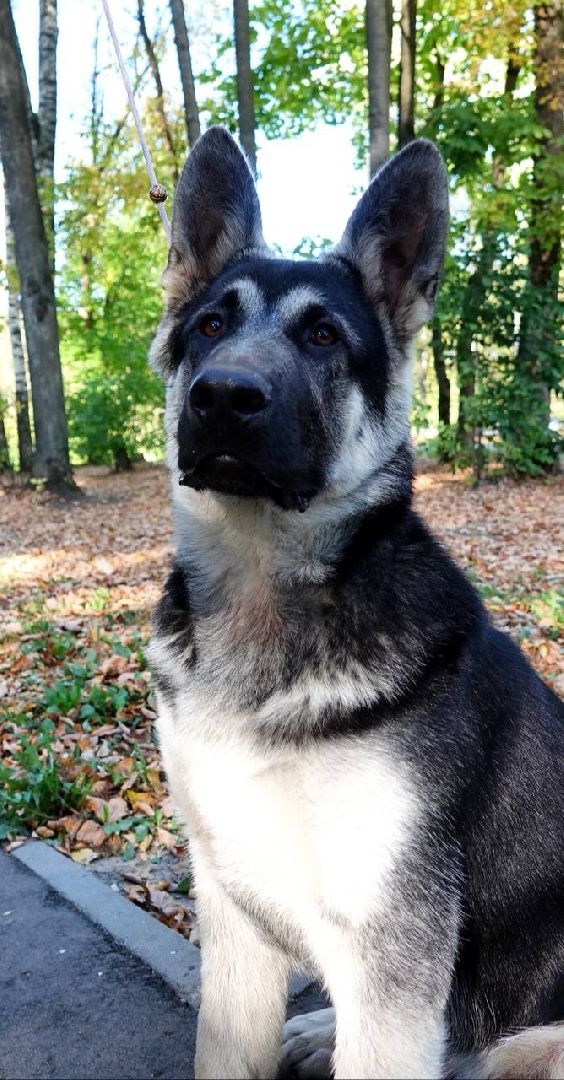 Щенки, Элита, Сергиев Посад, Парки МО, Парк, Собаки,Животные,