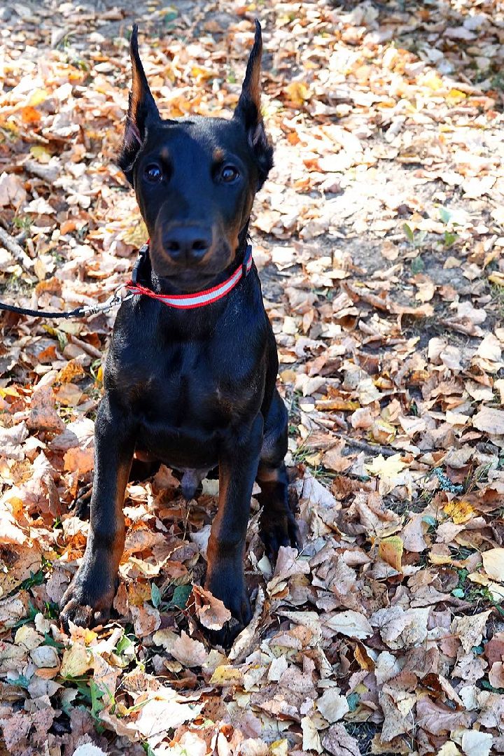 Щенки, Элита, Сергиев Посад, Парки МО, Парк, Собаки,Животные,