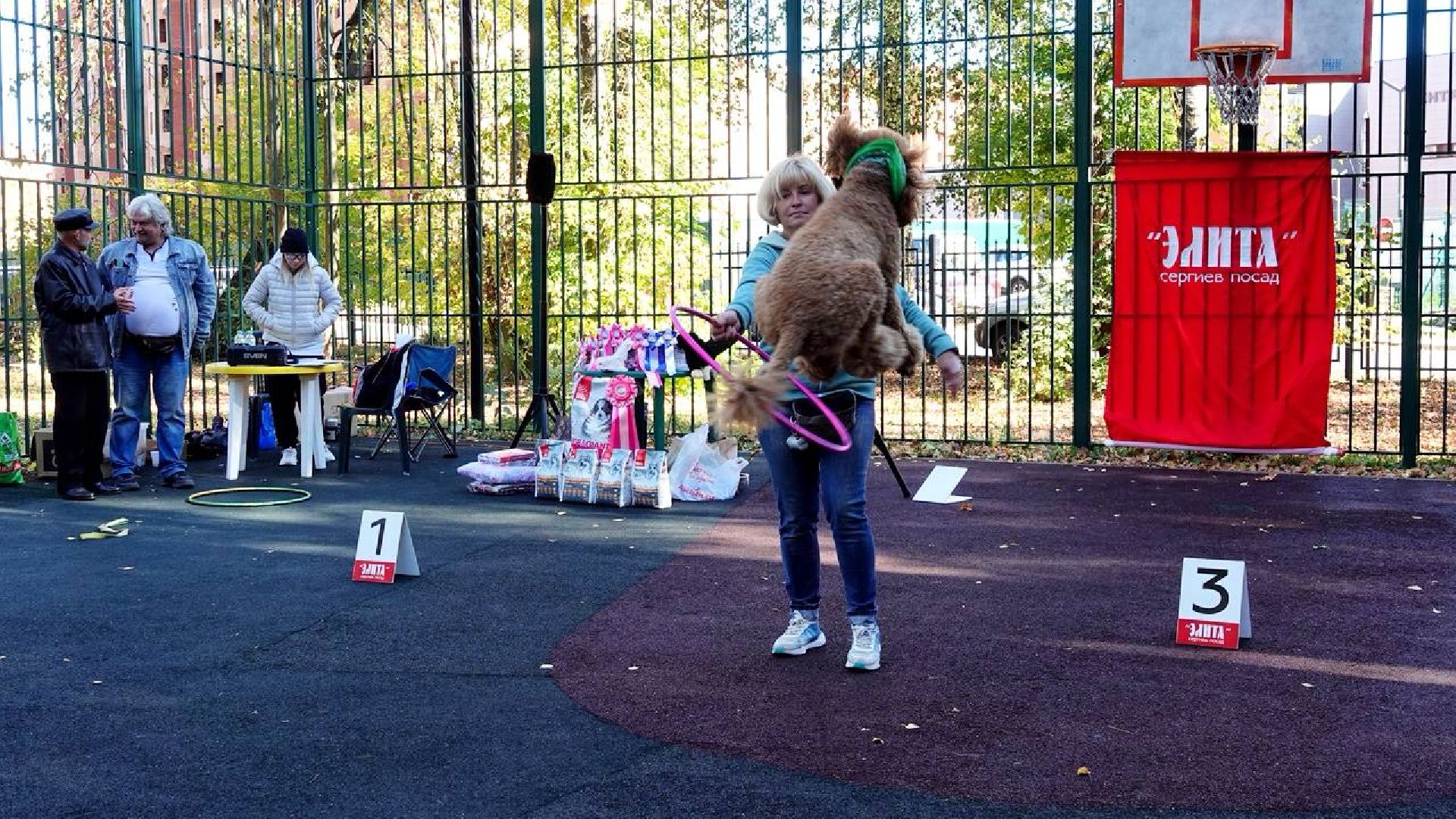 Щенки, Элита, Сергиев Посад, Парки МО, Парк, Собаки,Животные,