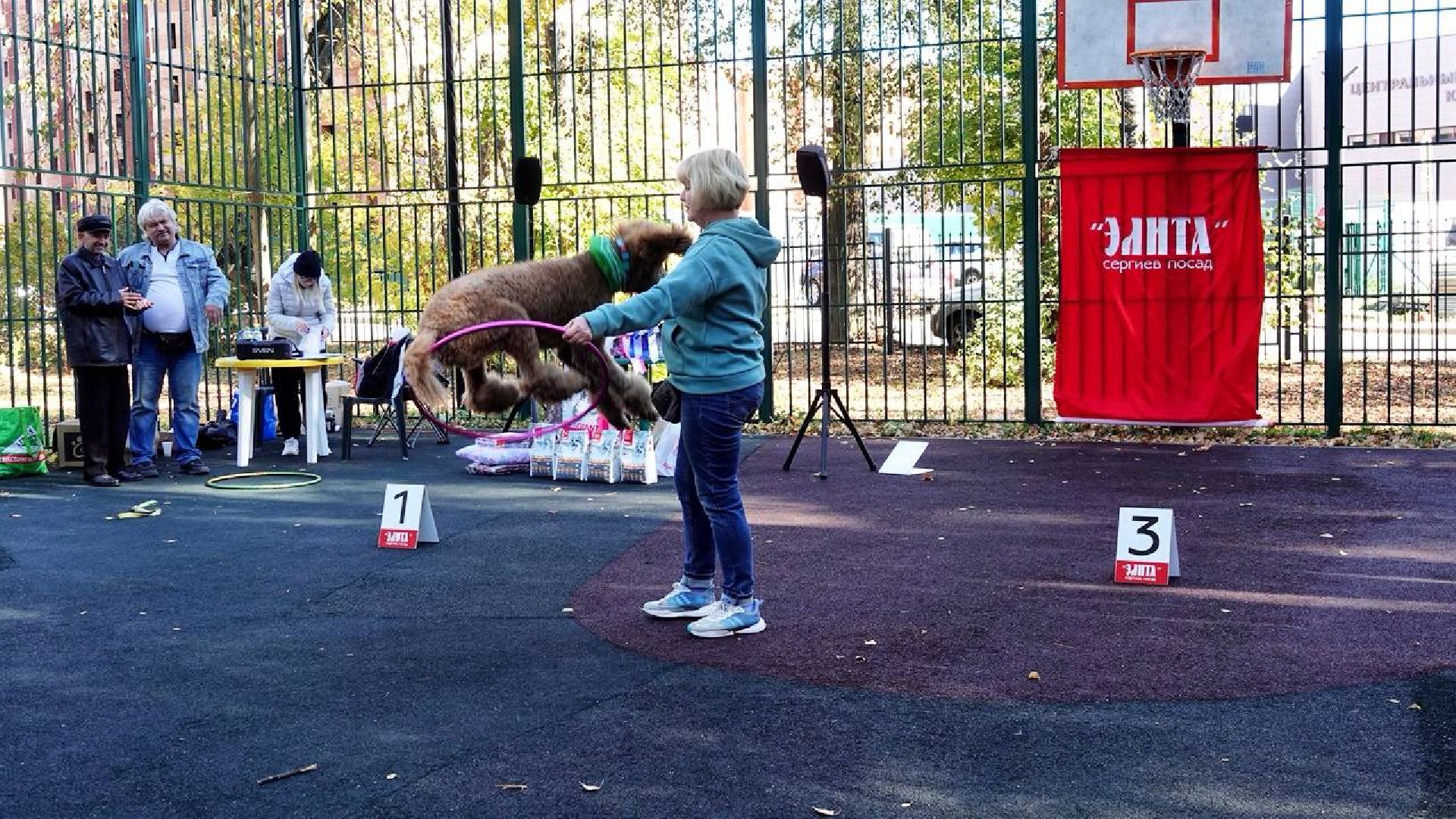Щенки, Элита, Сергиев Посад, Парки МО, Парк, Собаки,Животные,