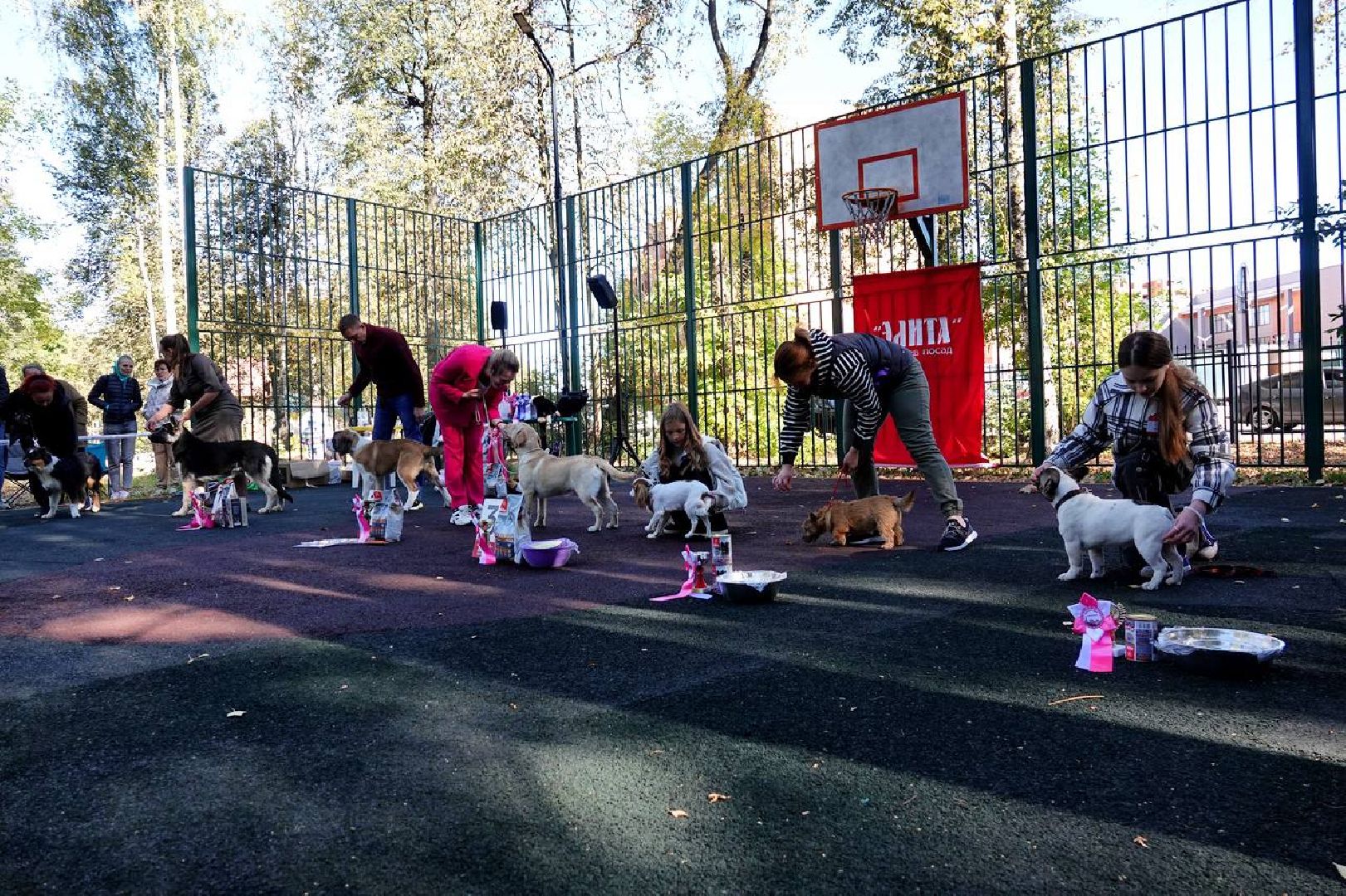 Щенки, Элита, Сергиев Посад, Парки МО, Парк, Собаки,Животные,