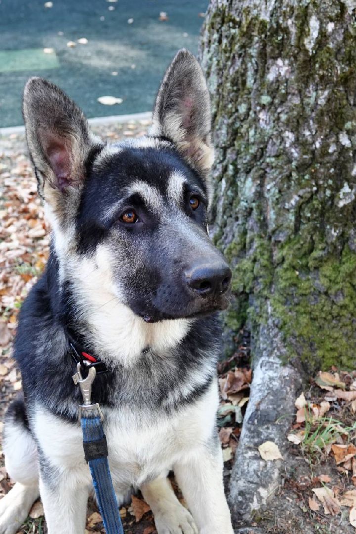 Щенки, Элита, Сергиев Посад, Парки МО, Парк, Собаки,Животные,