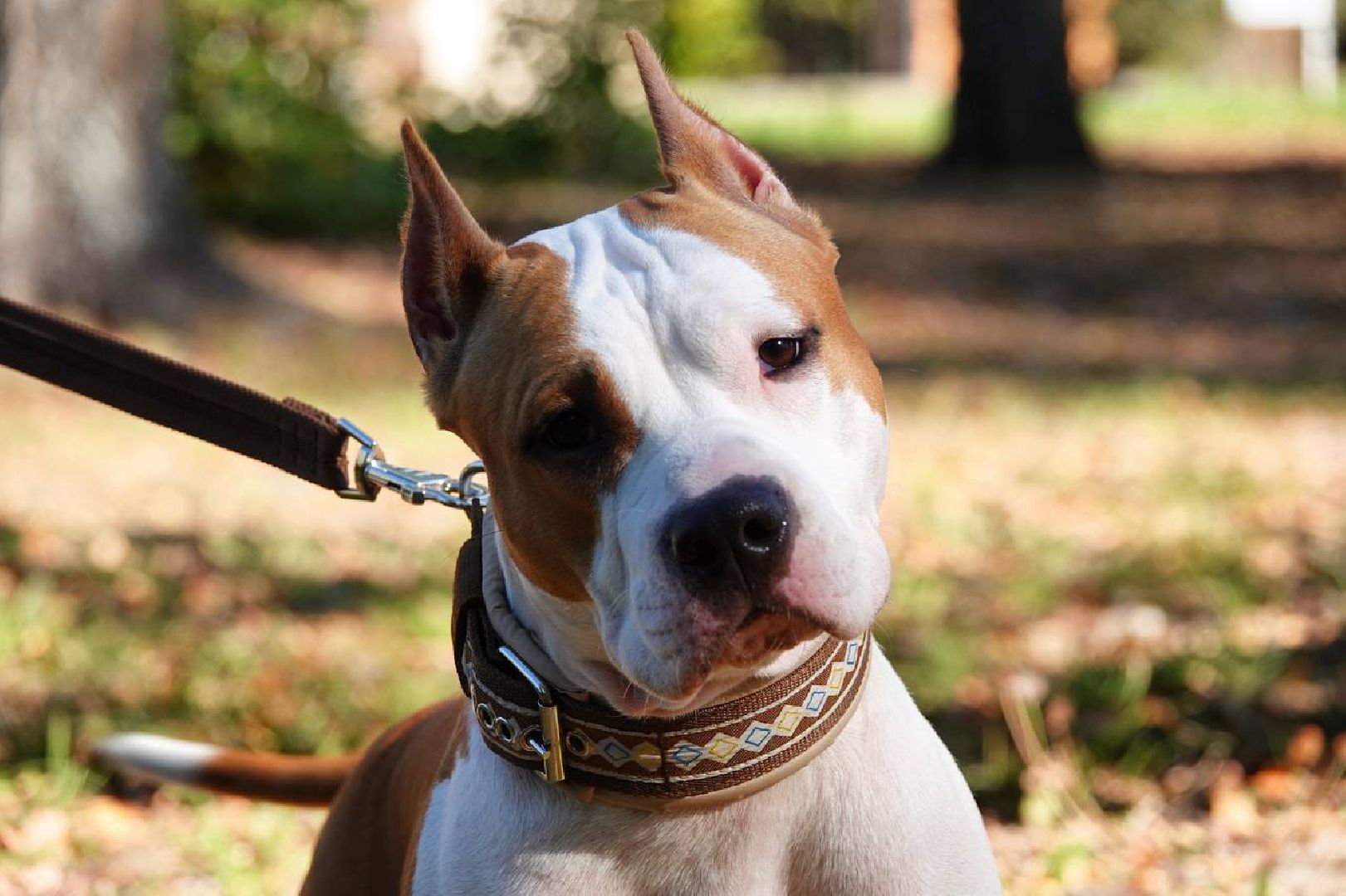 Щенки, Элита, Сергиев Посад, Парки МО, Парк, Собаки,Животные,