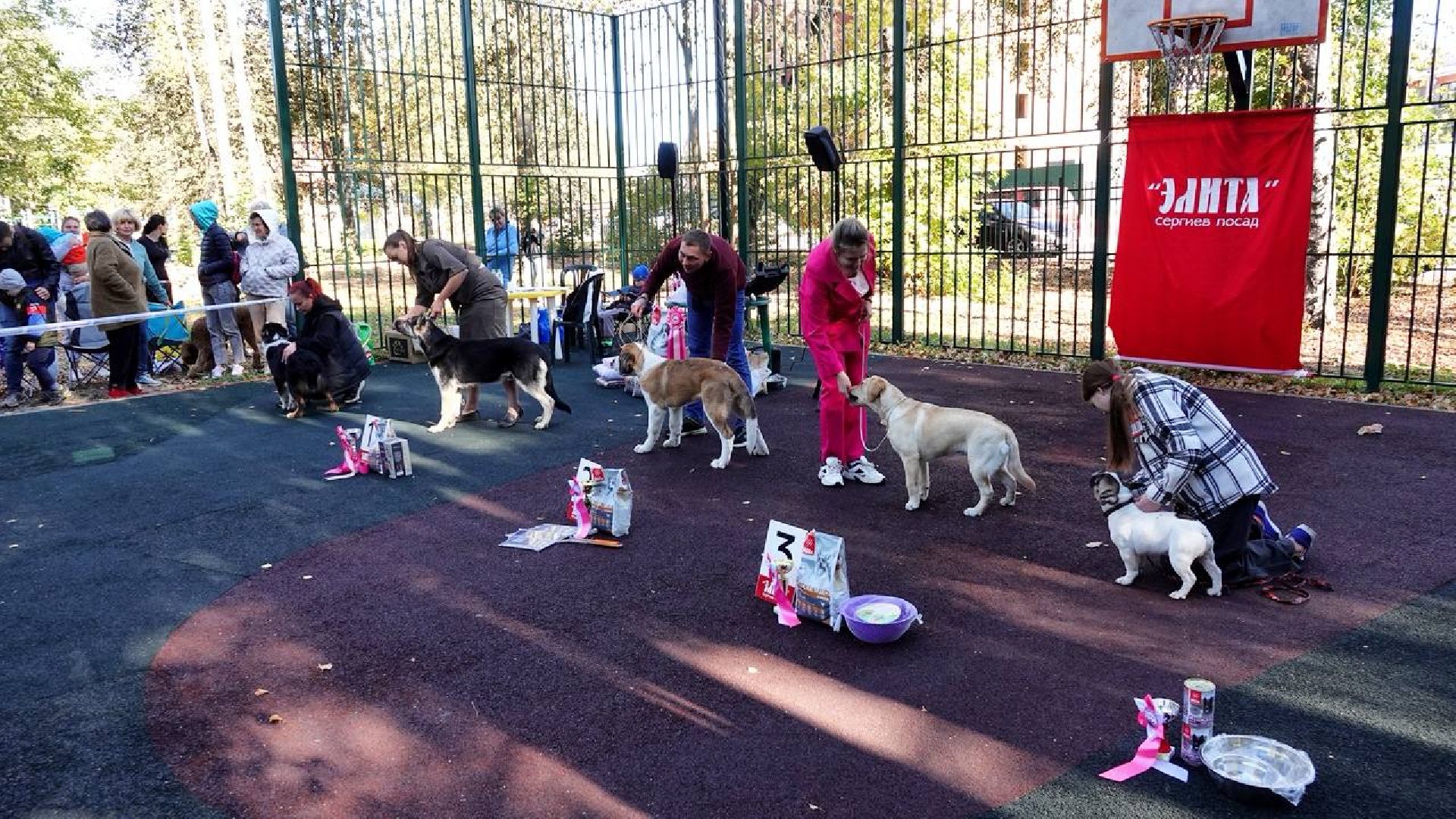 Щенки, Элита, Сергиев Посад, Парки МО, Парк, Собаки,Животные,