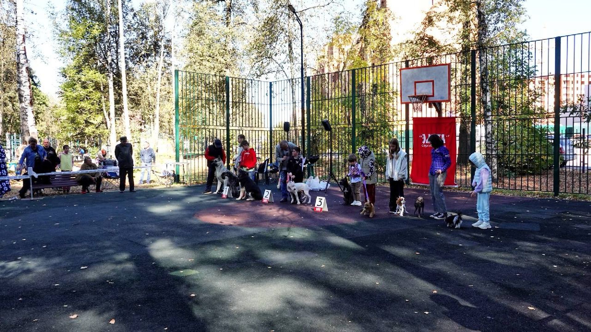 Щенки, Элита, Сергиев Посад, Парки МО, Парк, Собаки,Животные,