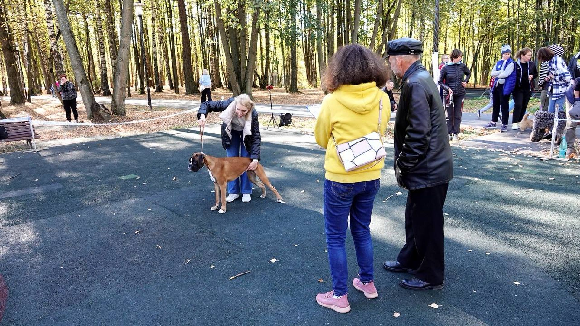 Щенки, Элита, Сергиев Посад, Парки МО, Парк, Собаки,Животные,