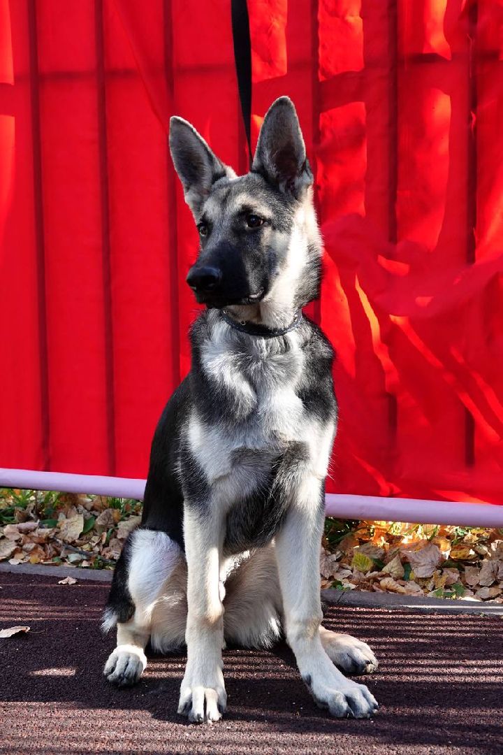 Щенки, Элита, Сергиев Посад, Парки МО, Парк, Собаки,Животные,