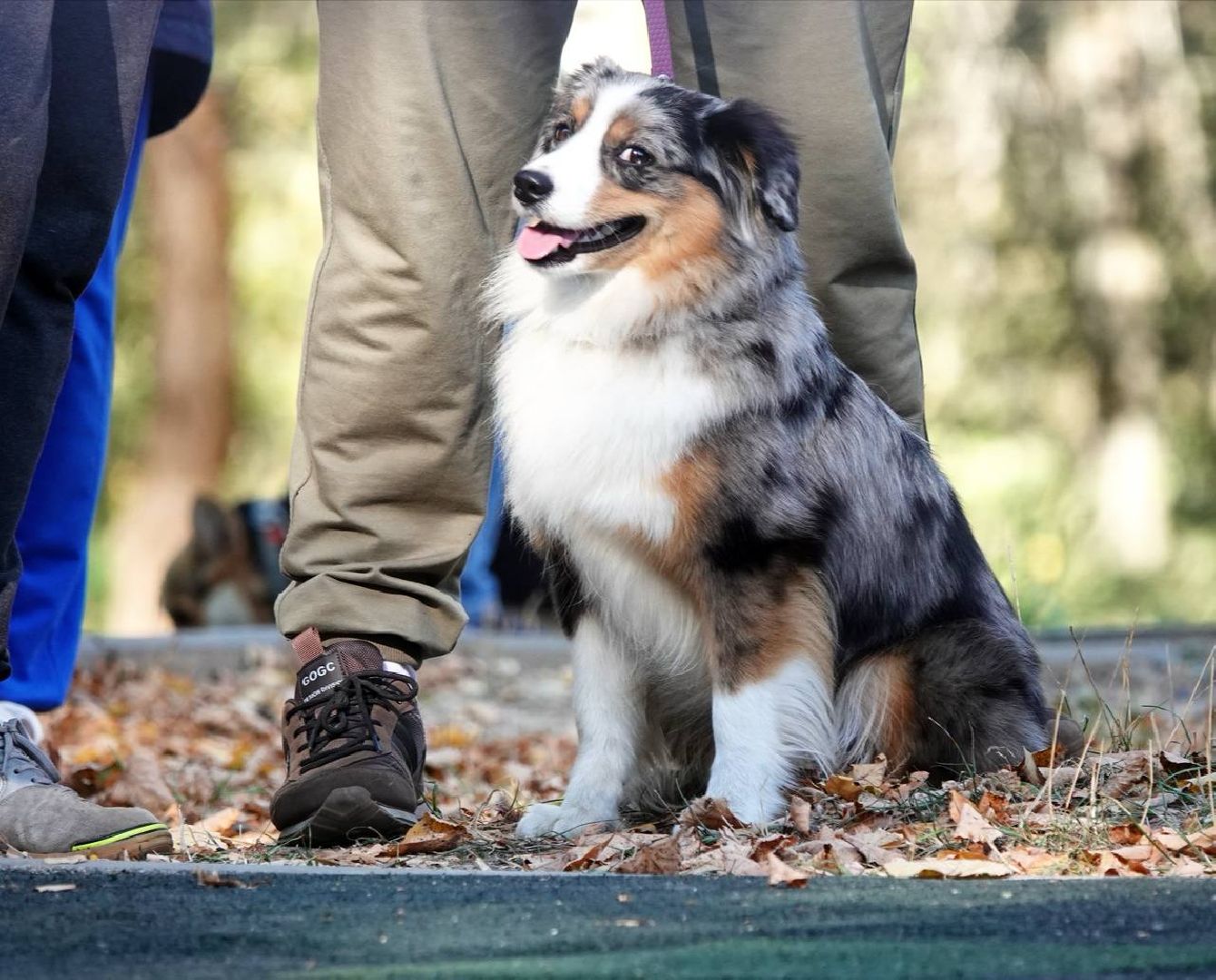 Щенки, Элита, Сергиев Посад, Парки МО, Парк, Собаки,Животные,