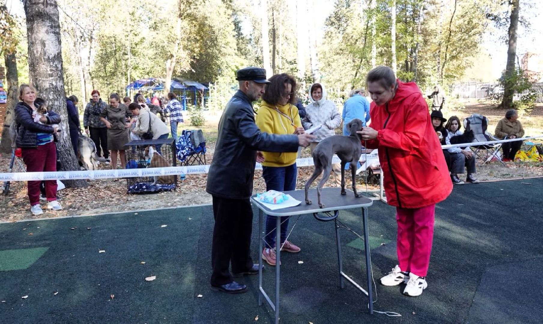 Щенки, Элита, Сергиев Посад, Парки МО, Парк, Собаки,Животные,