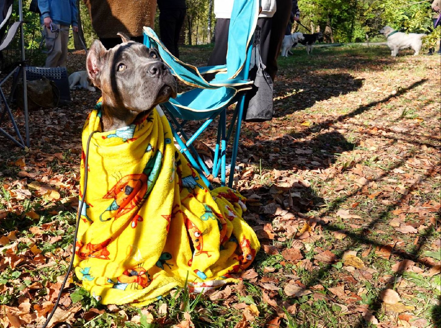 Щенки, Элита, Сергиев Посад, Парки МО, Парк, Собаки,Животные,