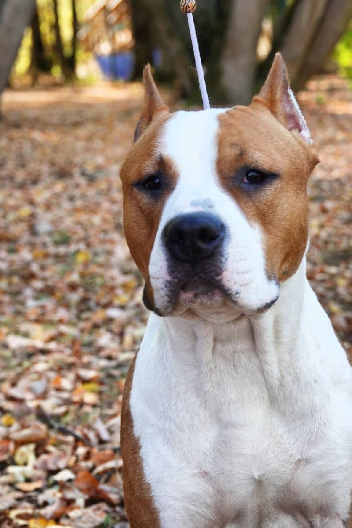 Щенки, Элита, Сергиев Посад, Парки МО, Парк, Собаки,Животные,