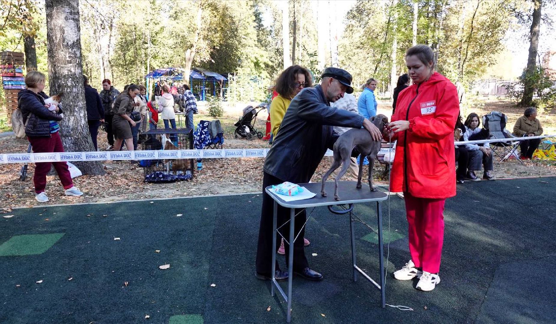 Щенки, Элита, Сергиев Посад, Парки МО, Парк, Собаки,Животные,