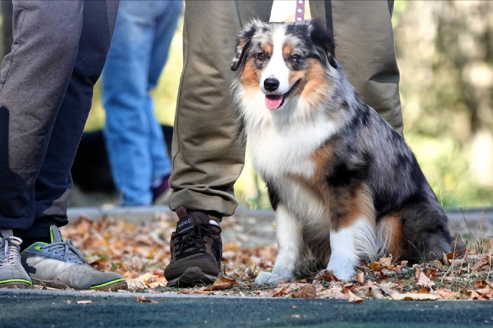 Щенки, Элита, Сергиев Посад, Парки МО, Парк, Собаки,Животные,
