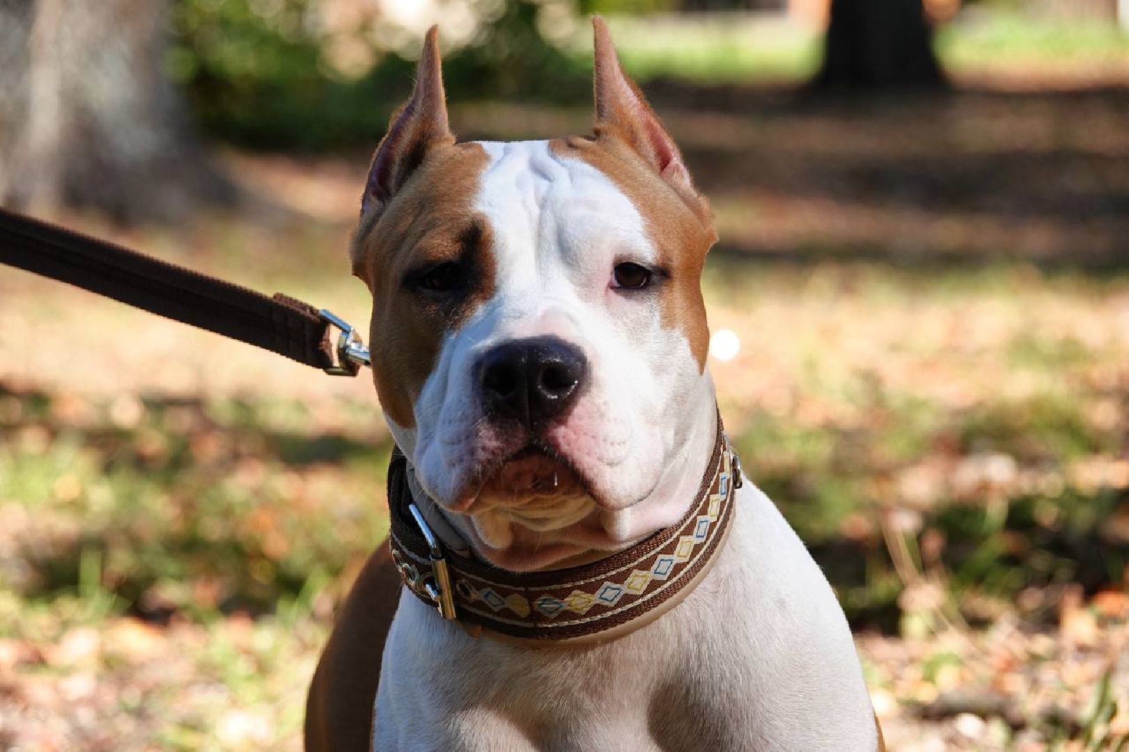 Щенки, Элита, Сергиев Посад, Парки МО, Парк, Собаки,Животные,