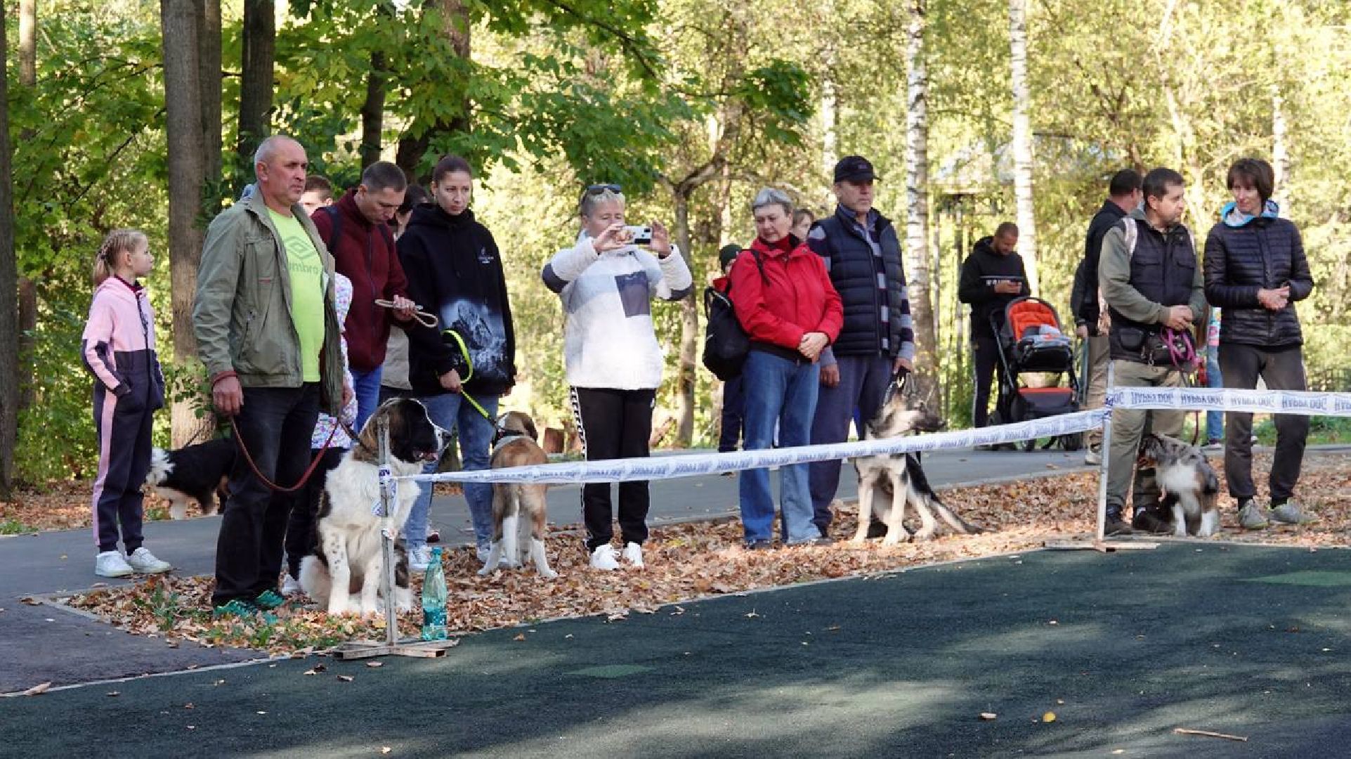 Щенки, Элита, Сергиев Посад, Парки МО, Парк, Собаки,Животные,