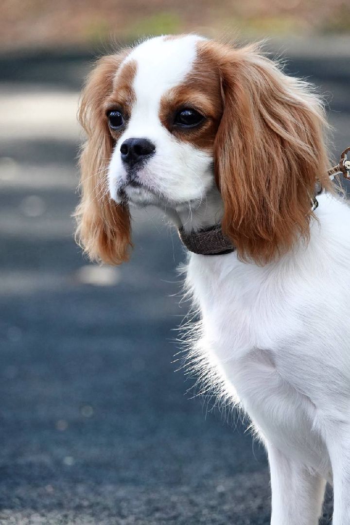 Щенки, Элита, Сергиев Посад, Парки МО, Парк, Собаки,Животные,