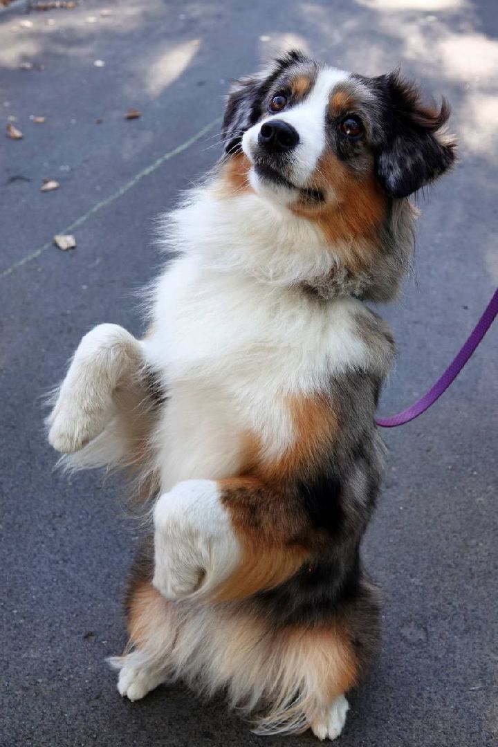 Щенки, Элита, Сергиев Посад, Парки МО, Парк, Собаки,Животные,