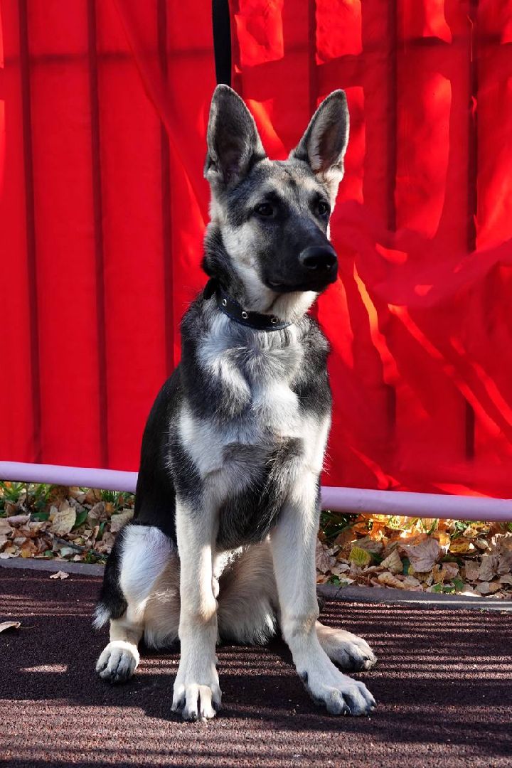 Щенки, Элита, Сергиев Посад, Парки МО, Парк, Собаки,Животные,