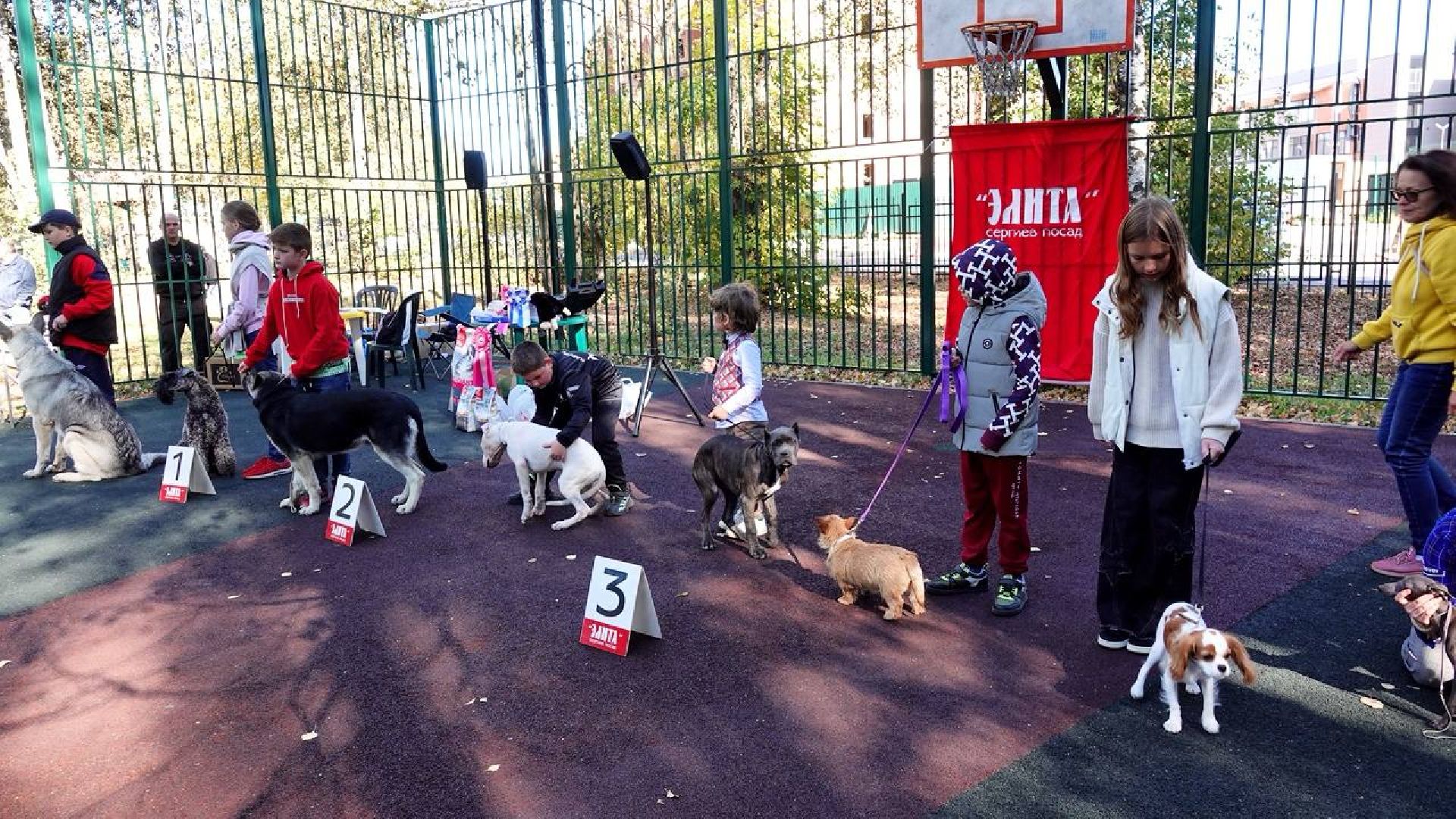 Щенки, Элита, Сергиев Посад, Парки МО, Парк, Собаки,Животные,