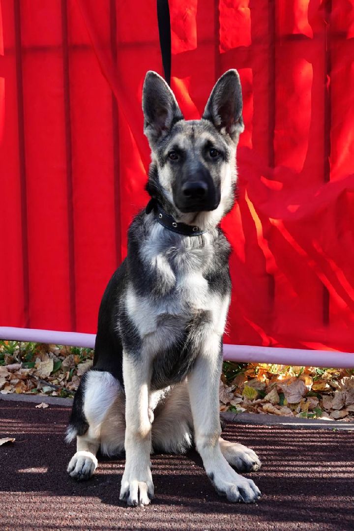 Щенки, Элита, Сергиев Посад, Парки МО, Парк, Собаки,Животные,