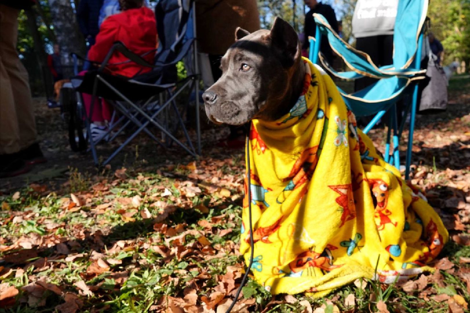 Щенки, Элита, Сергиев Посад, Парки МО, Парк, Собаки,Животные,