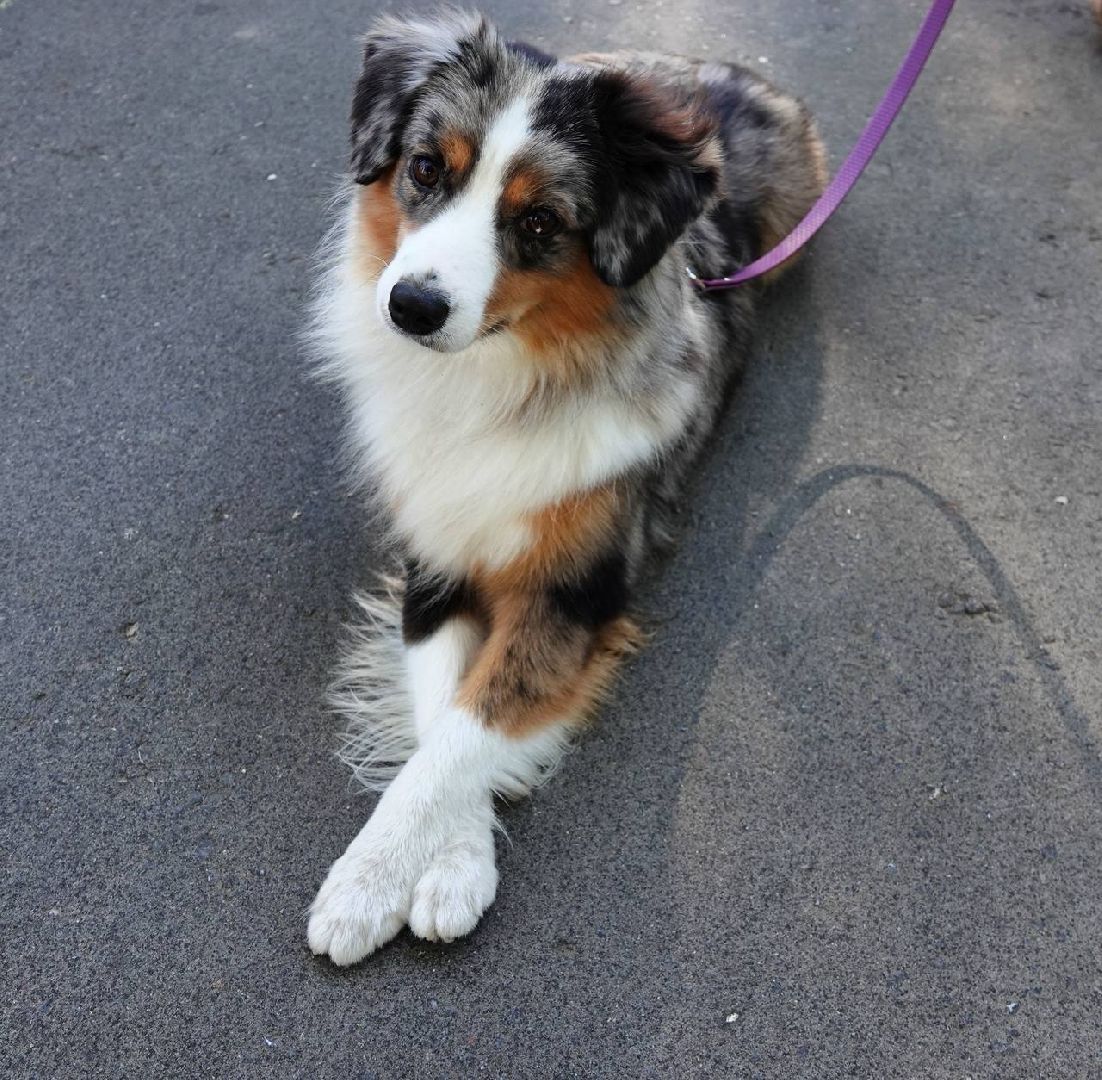 Щенки, Элита, Сергиев Посад, Парки МО, Парк, Собаки,Животные,