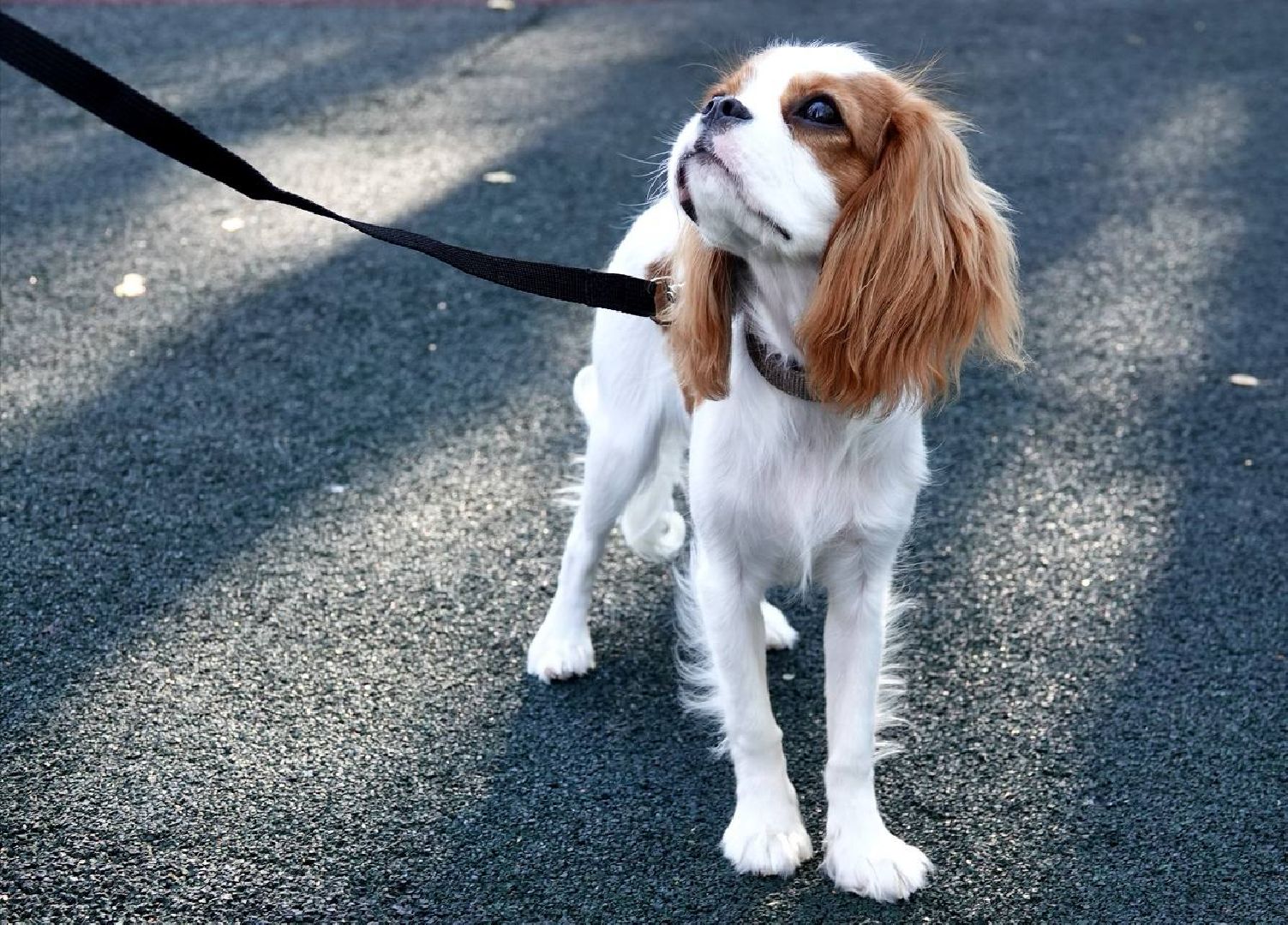 Щенки, Элита, Сергиев Посад, Парки МО, Парк, Собаки,Животные,