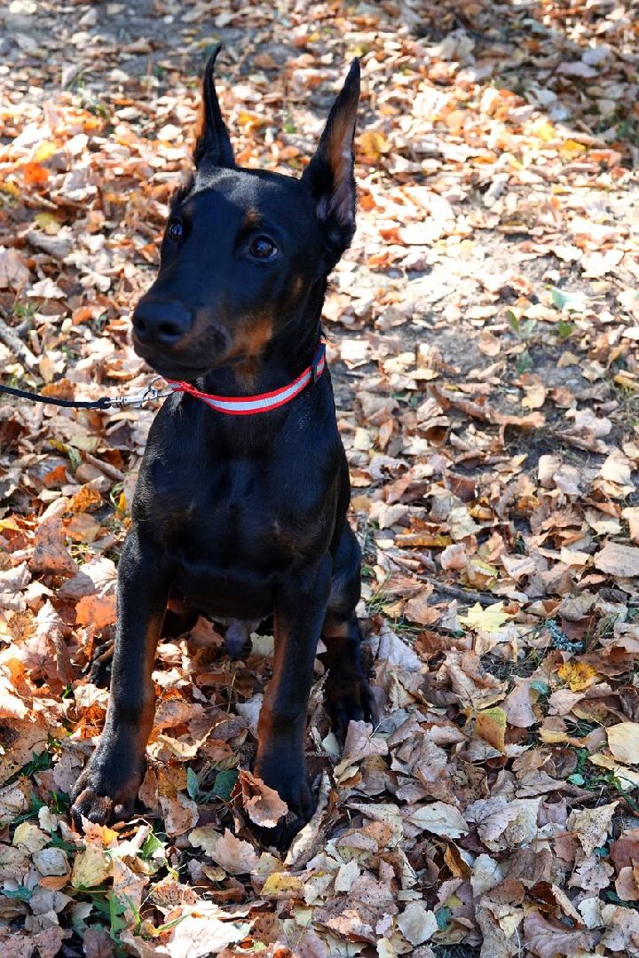 Щенки, Элита, Сергиев Посад, Парки МО, Парк, Собаки,Животные,