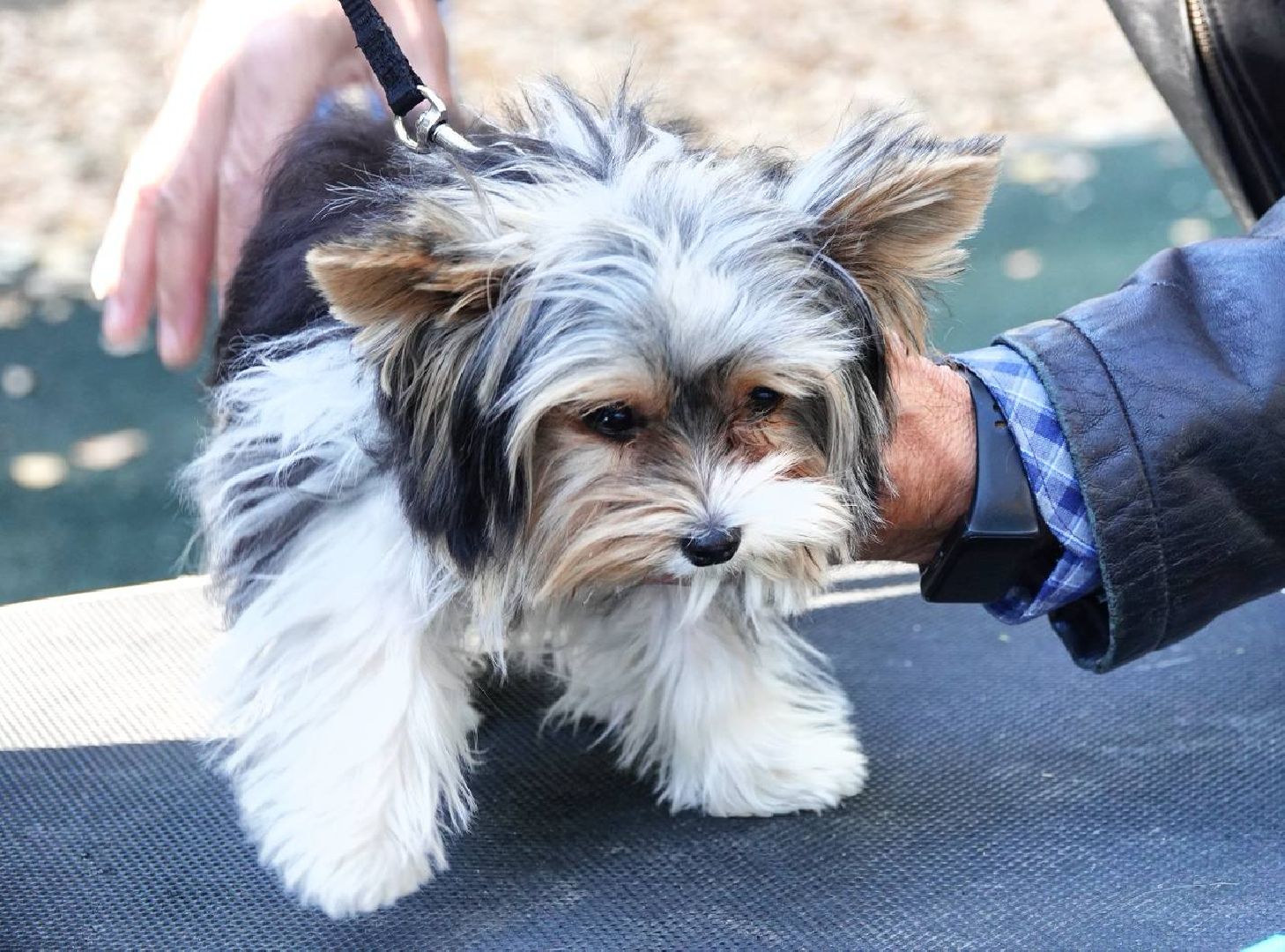 Щенки, Элита, Сергиев Посад, Парки МО, Парк, Собаки,Животные,