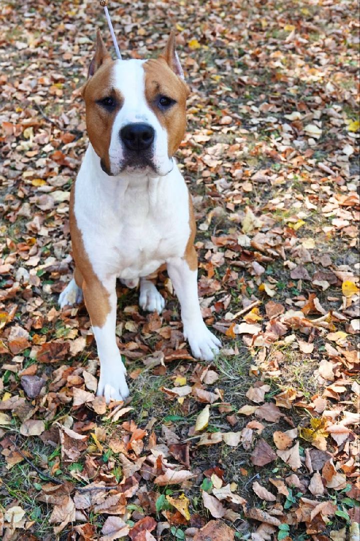 Щенки, Элита, Сергиев Посад, Парки МО, Парк, Собаки,Животные,