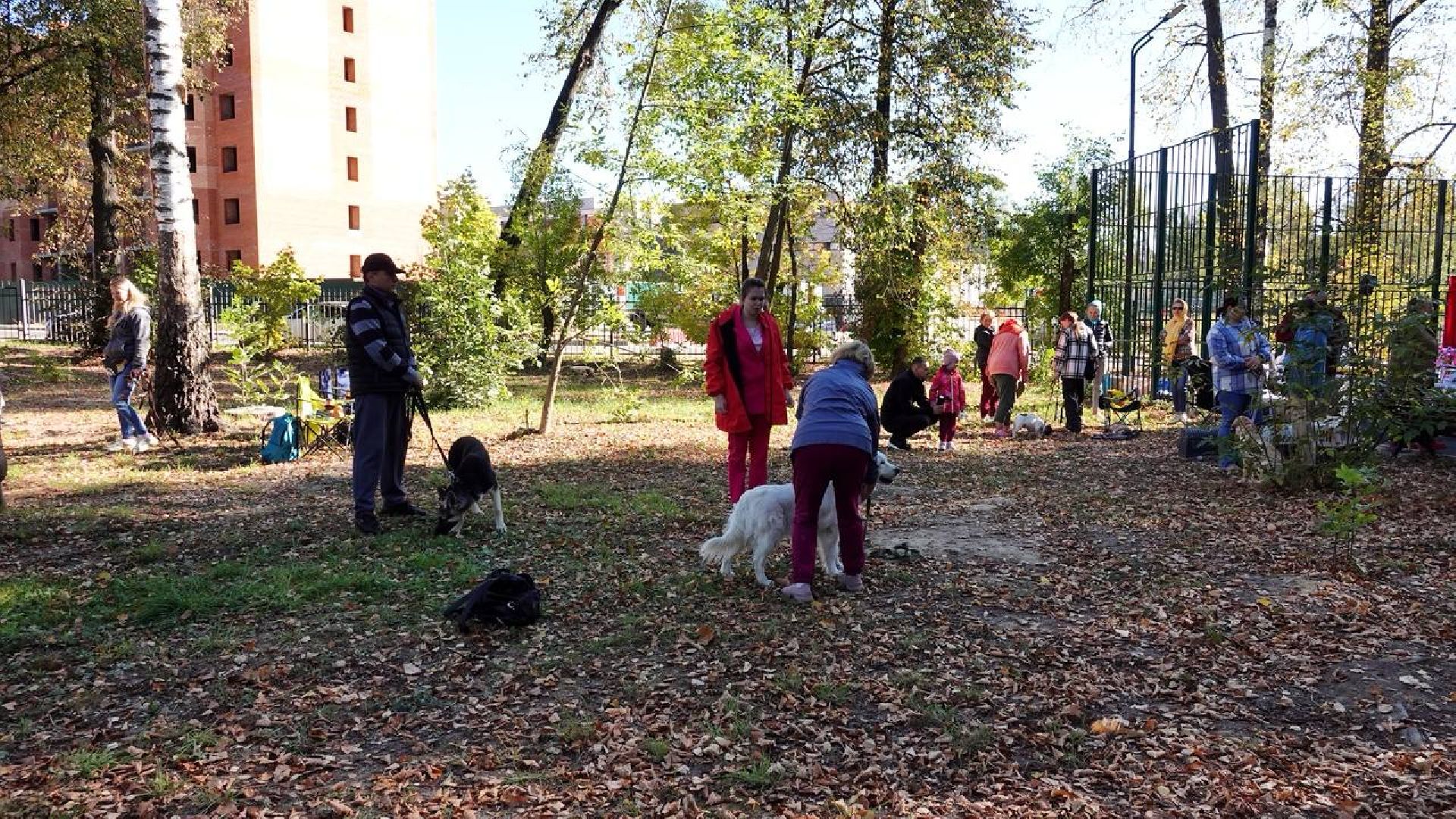 Щенки, Элита, Сергиев Посад, Парки МО, Парк, Собаки,Животные,