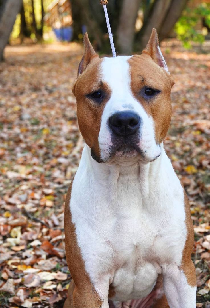 Щенки, Элита, Сергиев Посад, Парки МО, Парк, Собаки,Животные,