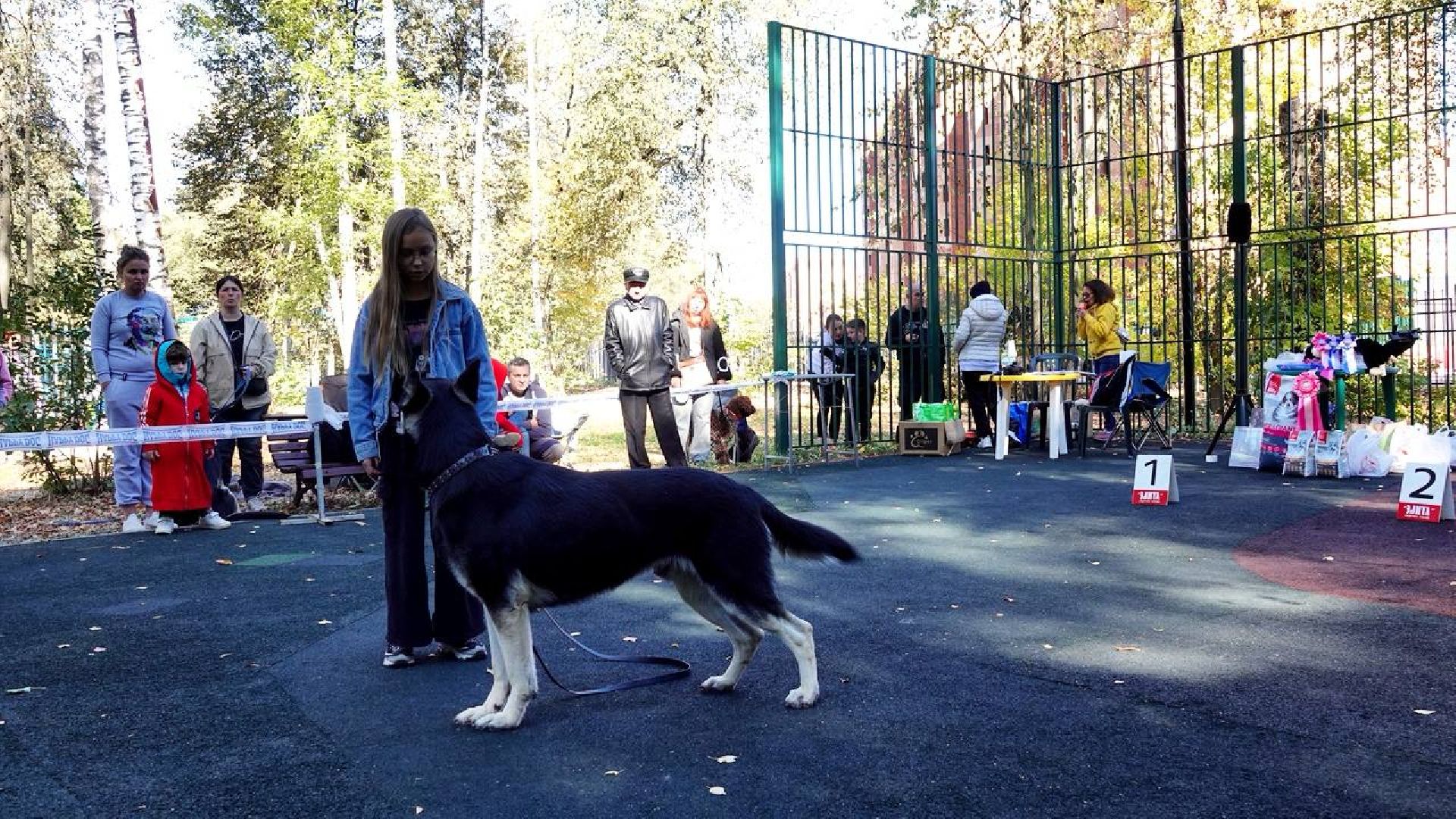 Щенки, Элита, Сергиев Посад, Парки МО, Парк, Собаки,Животные,