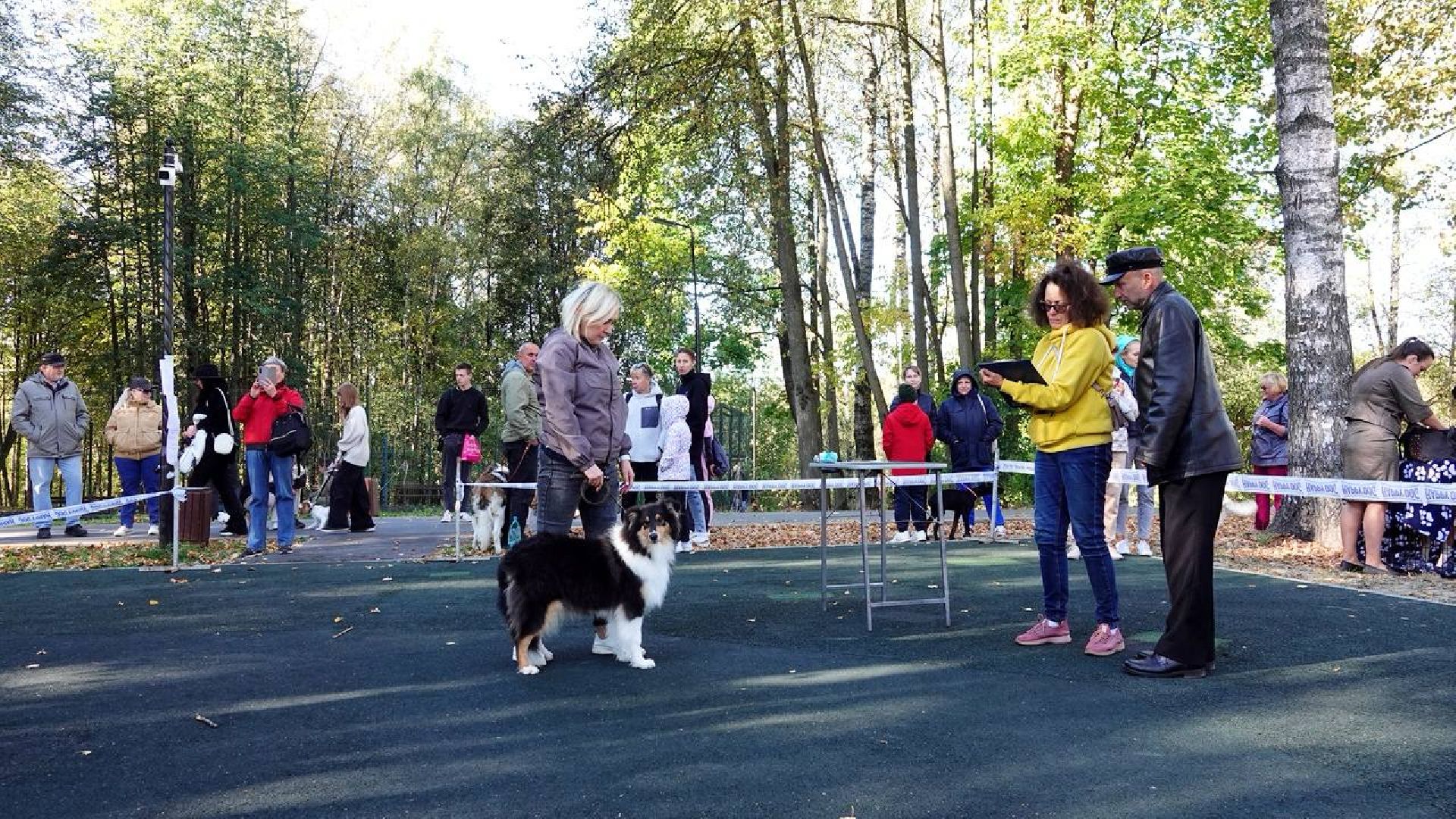 Щенки, Элита, Сергиев Посад, Парки МО, Парк, Собаки,Животные,