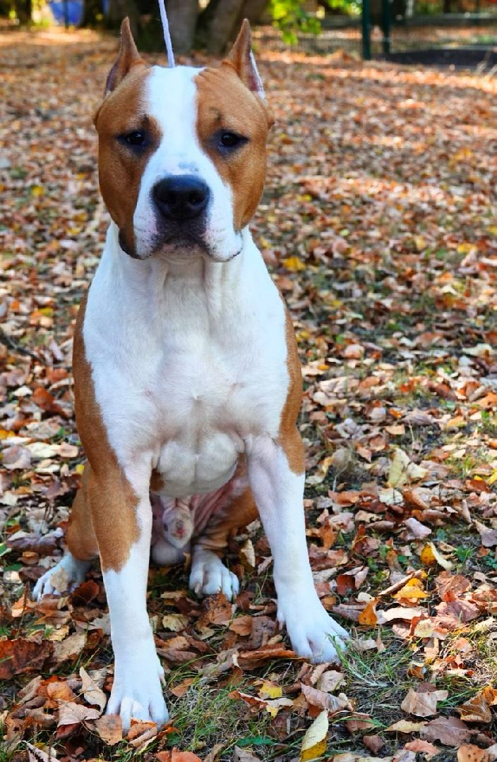 Щенки, Элита, Сергиев Посад, Парки МО, Парк, Собаки,Животные,