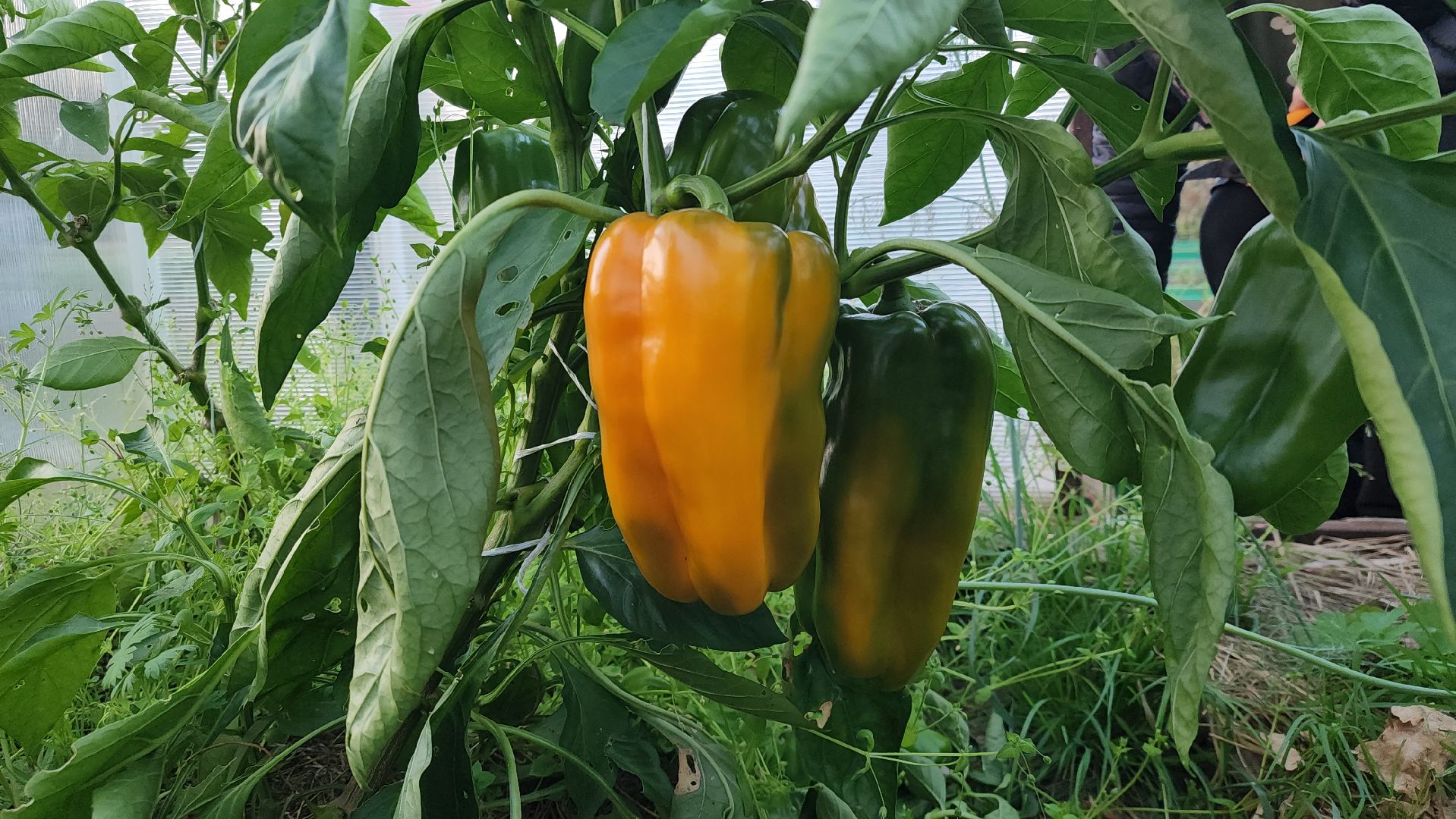 Павловский Посад, Городской округ Павловский Посад, Овощи, Перец, Рекорд, Жители,