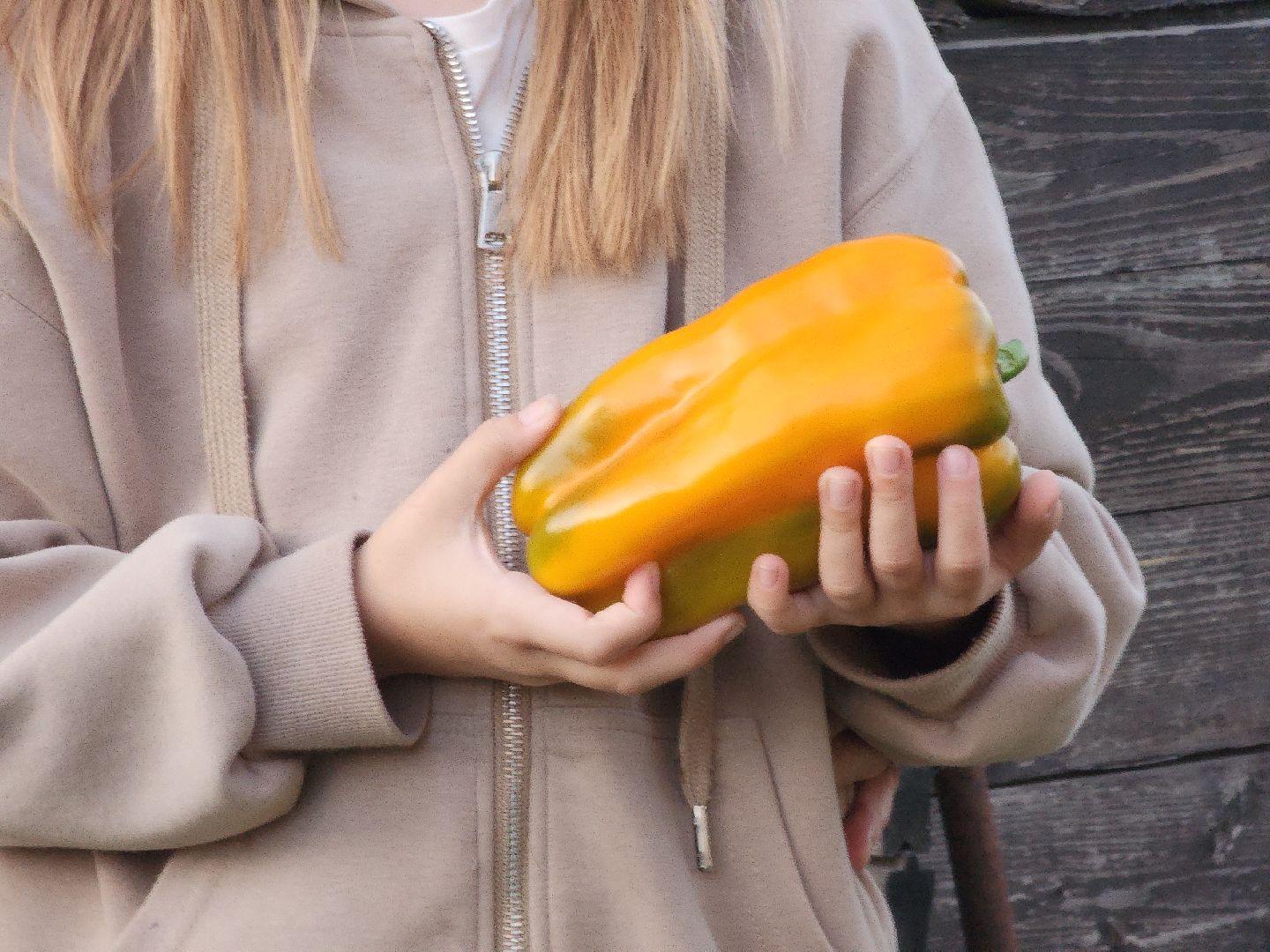 Павловский Посад, Городской округ Павловский Посад, Овощи, Перец, Рекорд, Жители,