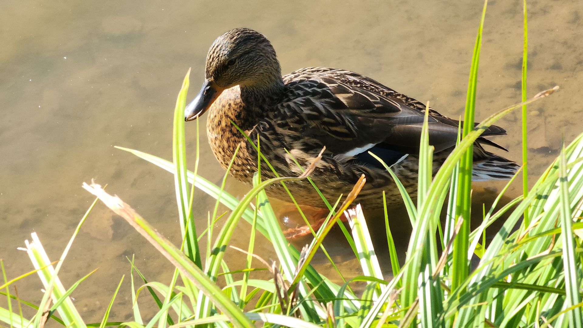 парк авангард, парки подмосковья, лето в подмосковье, электросталь, прокат лодок, жители города, летний сезон,