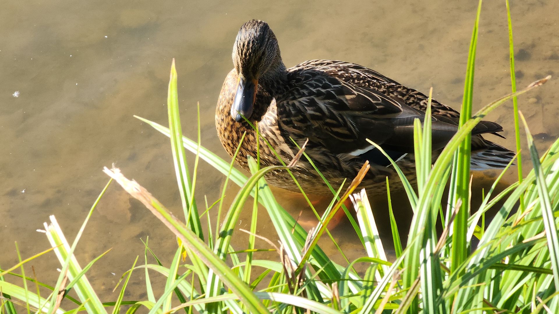 парк авангард, парки подмосковья, лето в подмосковье, электросталь, прокат лодок, жители города, летний сезон,