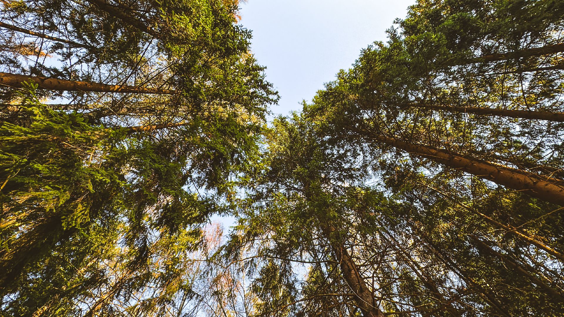 Клин, общество, Подмосковье, благоустройство, лесопарк,