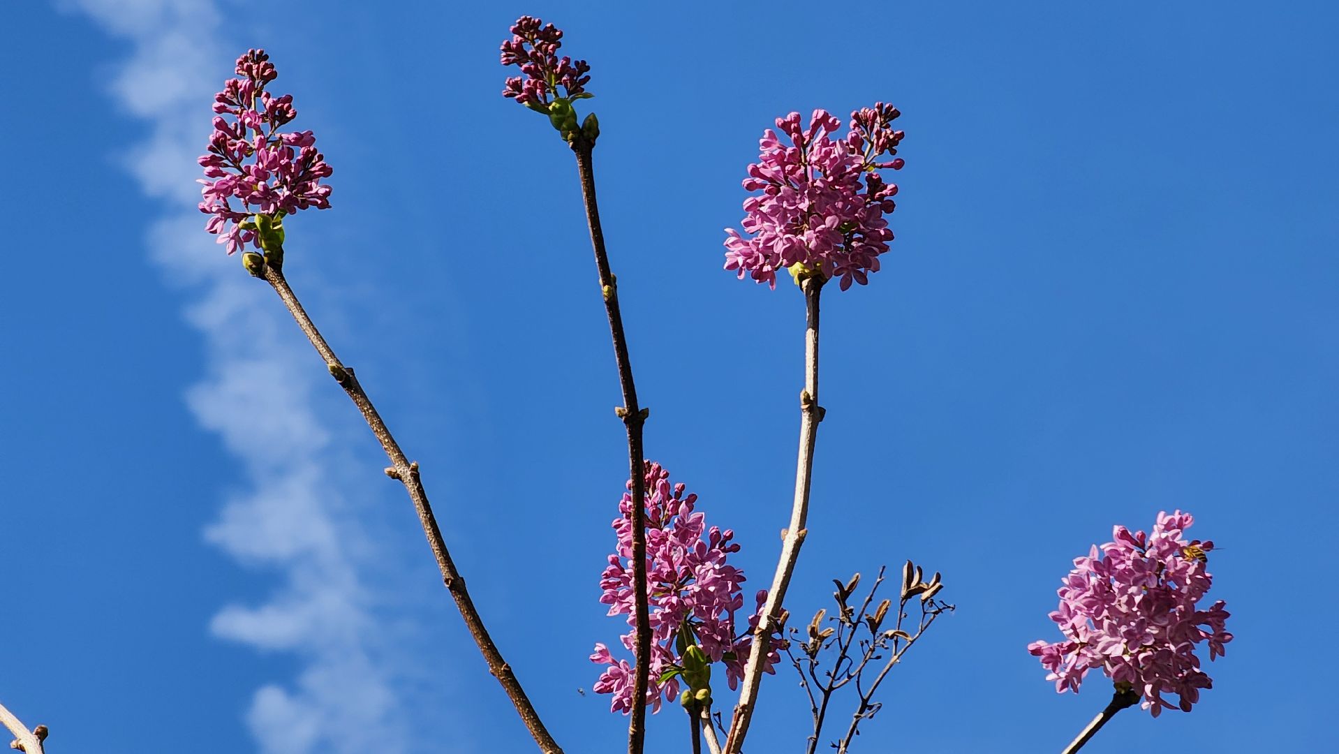 аномалия, сирень зацвела,