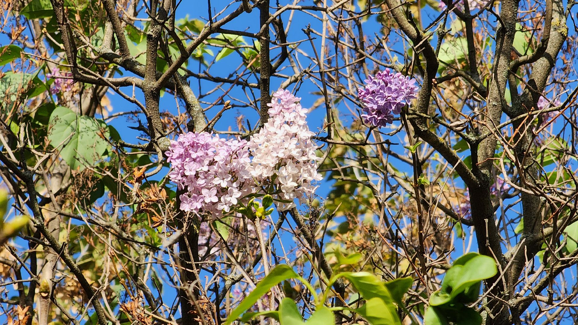 аномалия, сирень зацвела,