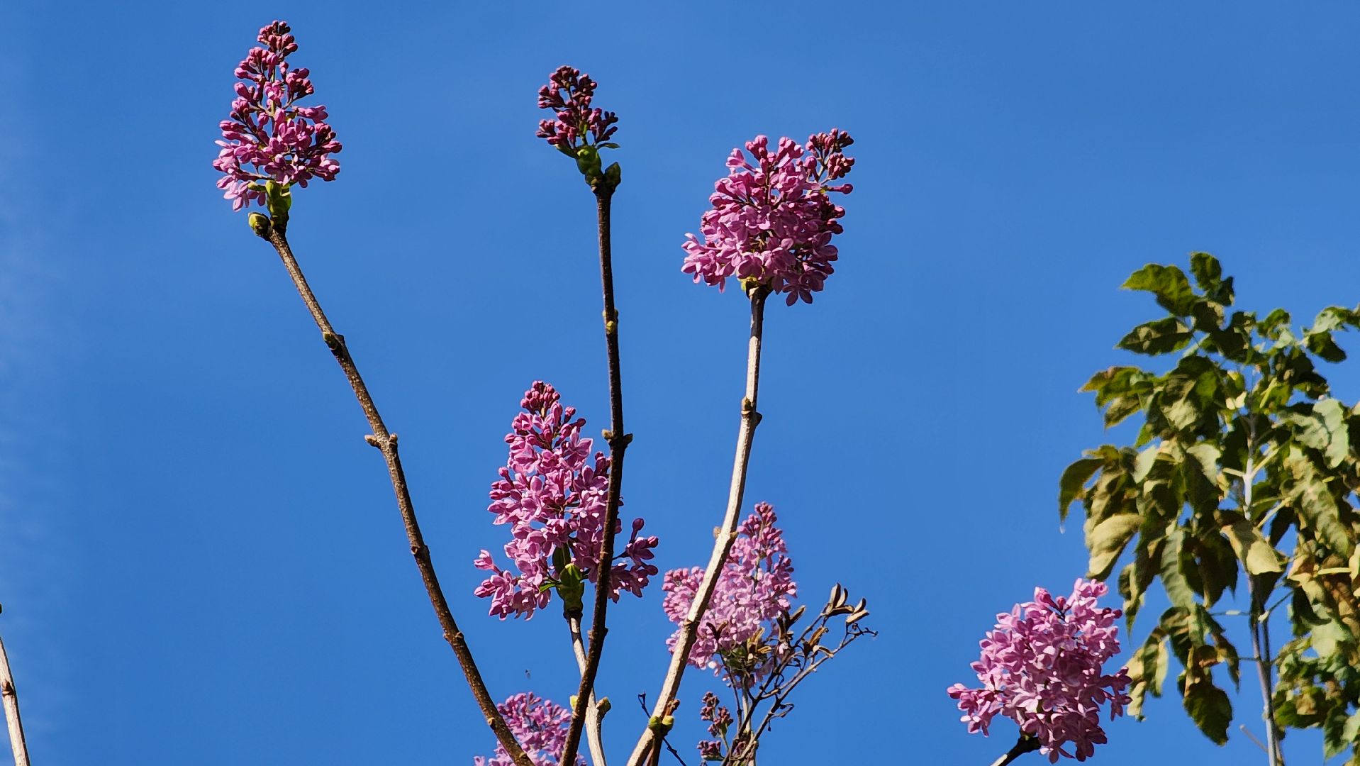 аномалия, сирень зацвела,