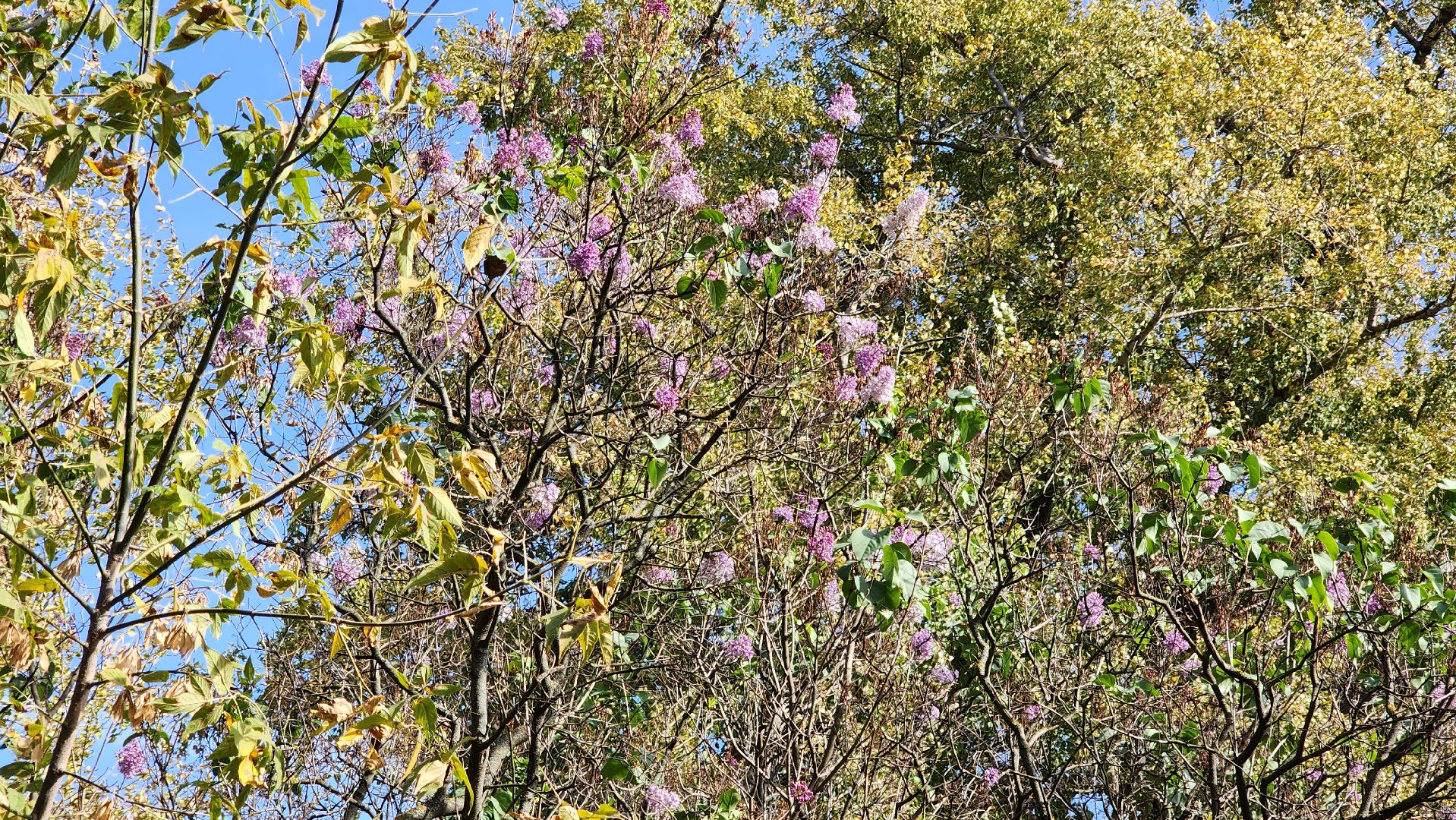 аномалия, сирень зацвела,